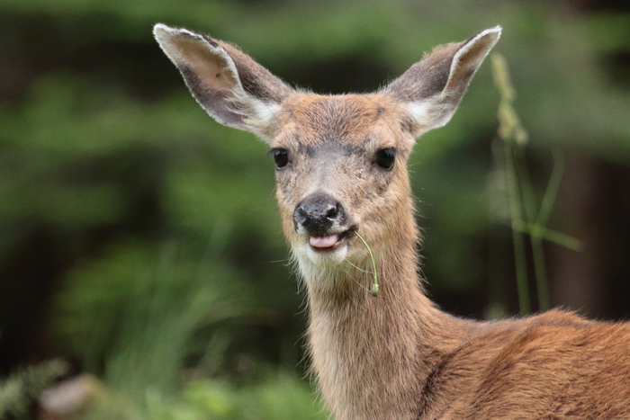 Forest Ecologist Calls for Deer Cull