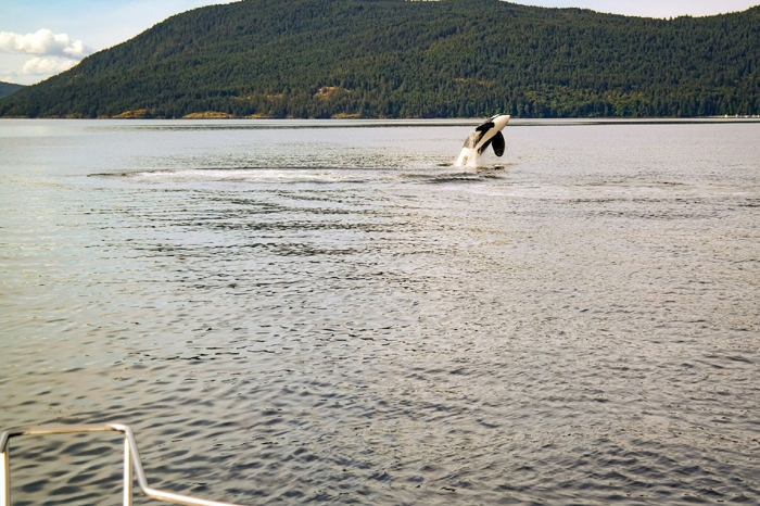 Islanders initiate orca rescue
