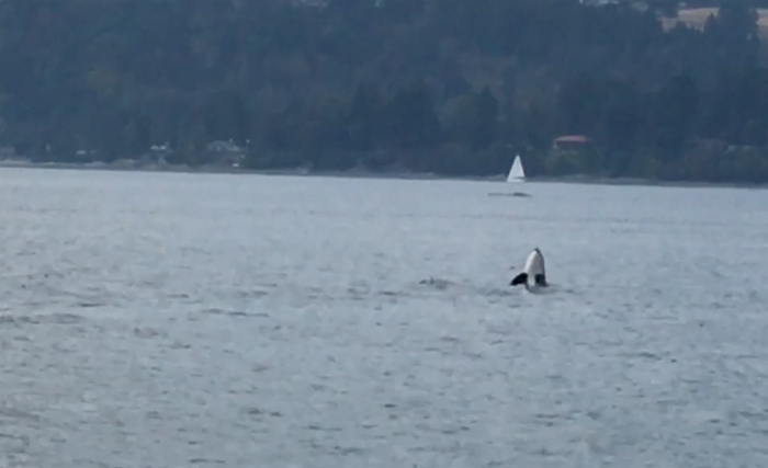 Killer whales visit Ganges Harbour