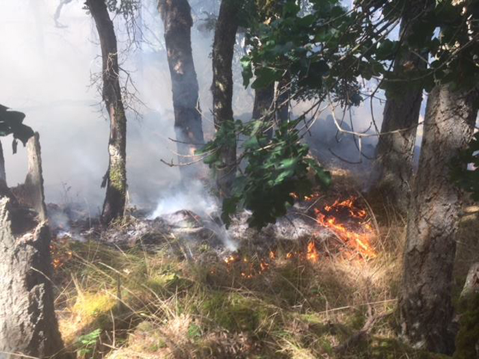 South-end bush fire extinguished