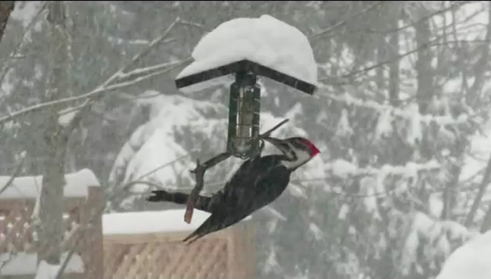 Video: Pileated woodpecker at a bird feeder
