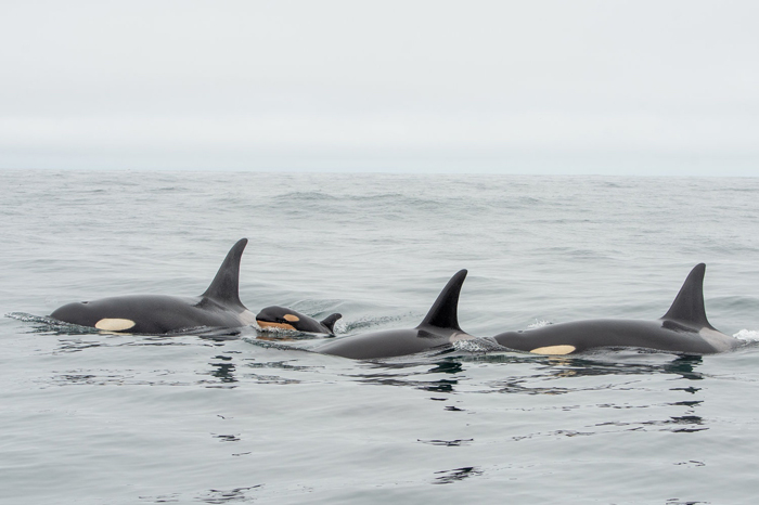 New Orca calf spotted with J pod