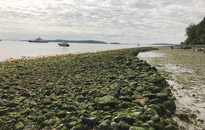 Fulford clam garden gets surveyed