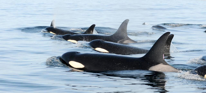 Feds update islanders on whales