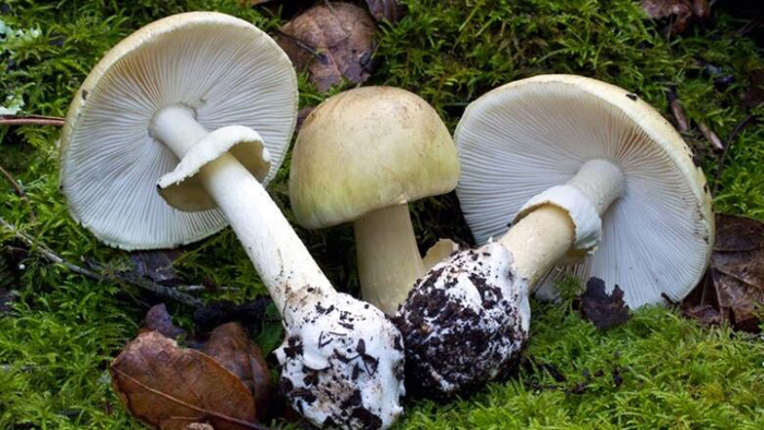 B.C. mushroom warning issued