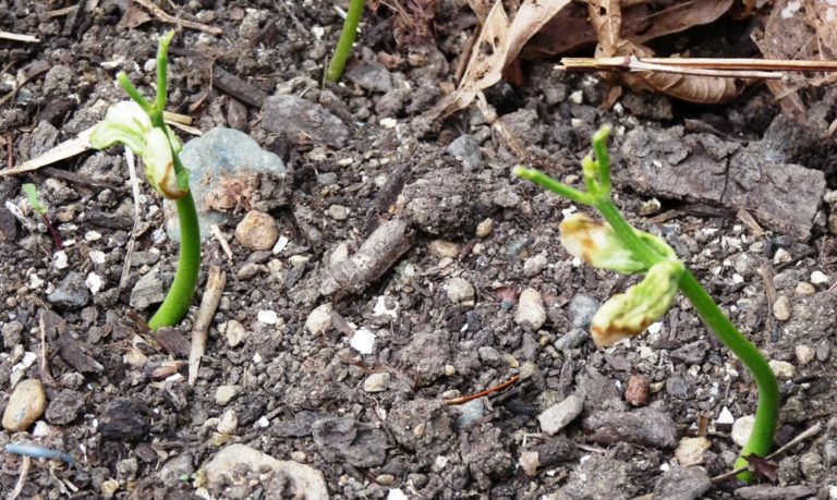 Spring pests can be prevented