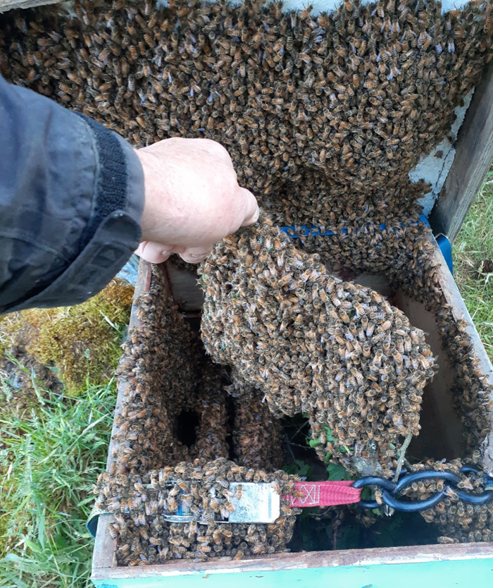 Buzz on Bees: Swarm season