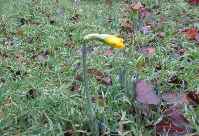 Daffodils bloom early