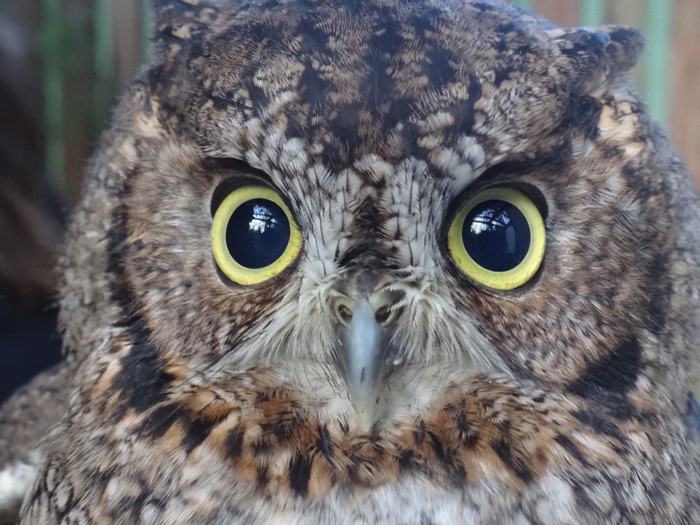 Stewardship project for western screech-owl begins