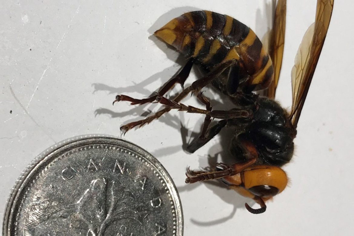 Public eyes wanted to detect Asian giant hornets in 2021
