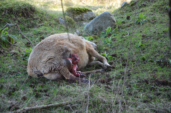 Devastating sheep kills prompt calls for dog control