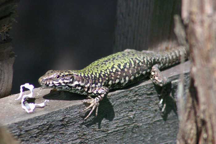 Invasive wall lizard seen on Salt Spring Island