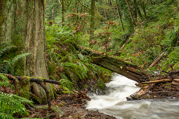 Creekside Rainforest conservation campaign launched