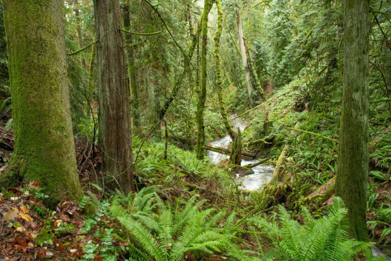 Creekside Rainforest campaign in ‘final stretch’