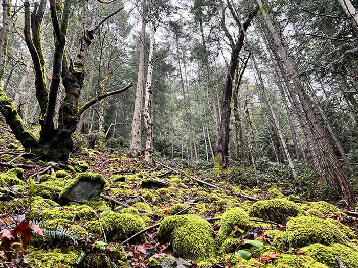 Moss Mountain protected with Islands Trust covenant
